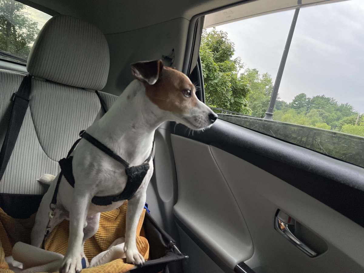 #nationaldogday2022 #InternationalDogDay #puppy #mansbestfriend