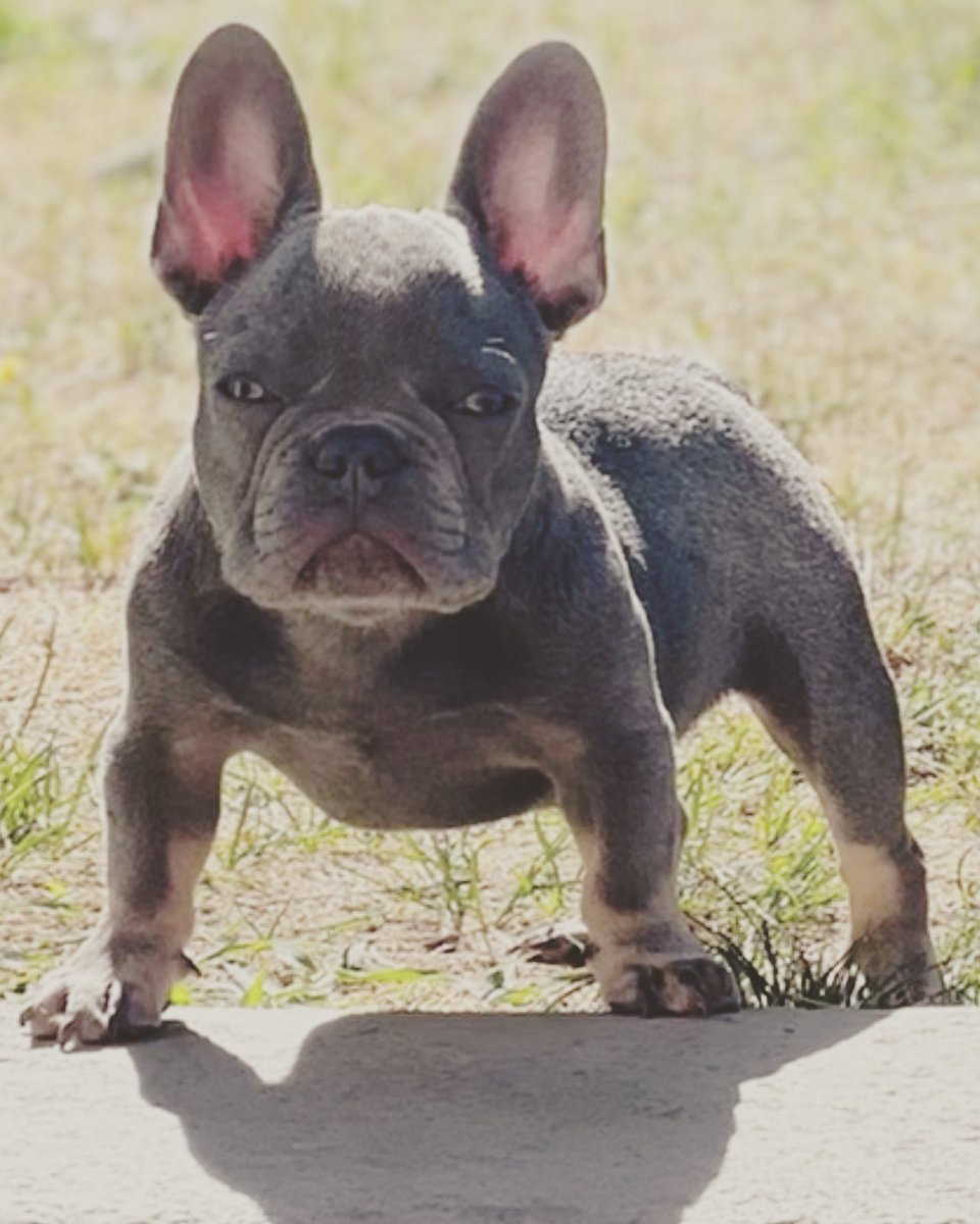 ghostdabreeder's tweet photo. Meet OzArK lilac and tan micro frenchie. 5 months old he weighs 8 pounds. #watchmegrowornot #microfrenchie #frenchbulldog #frenchbulldog https://t.co/DfoavEnWbd