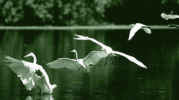 LacanneSue's tweet photo. New artwork for sale! - "An Afternoon by the Lake" - https://t.co/E2Alb44uIx @fineartamerica https://t.co/N2poWXLGdY