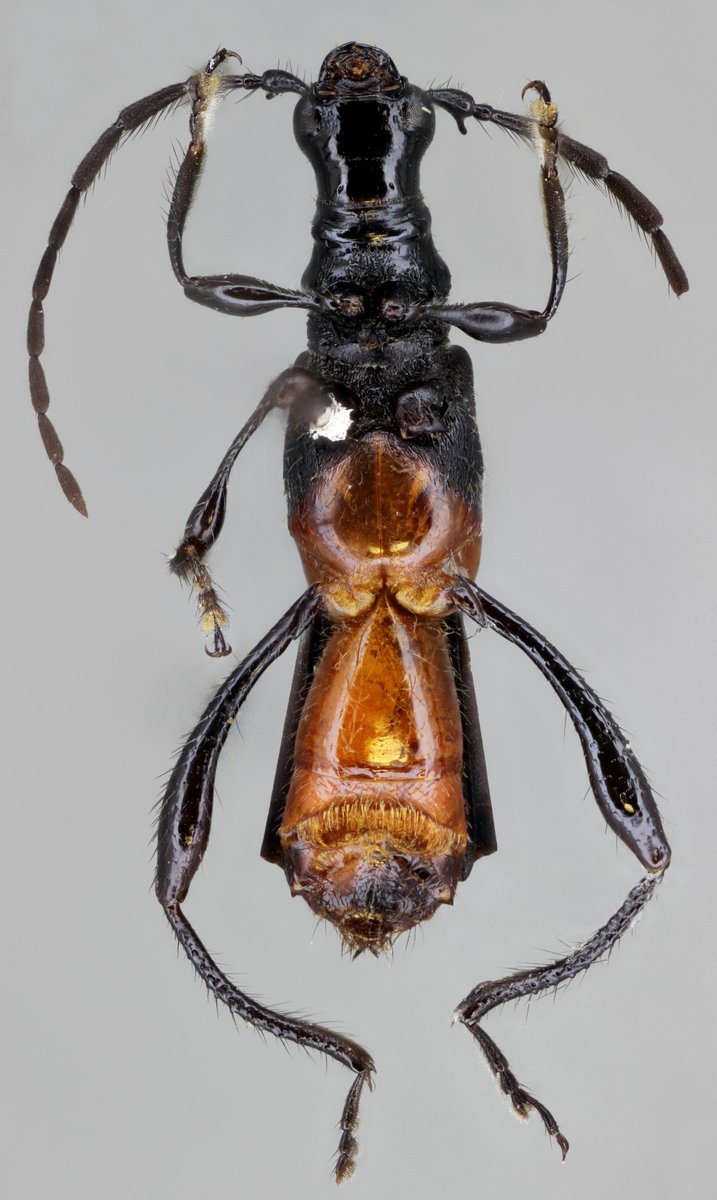 jp_botero's tweet photo. Todo porque hoy es #viernes!
Equescollum birai Nascimento, Botero & Lezama, 2019, holotipo hembra (#Cerambycinae, #Oxycoleini).
#Especie distribuída en #CostaRica y #Panama.
https://t.co/juhDS37ezd
#Cerambycidae #Biodiversidad #Insects #Coleopter #Cucarrón #spambichosraros https://t.co/dISi8CoeK7