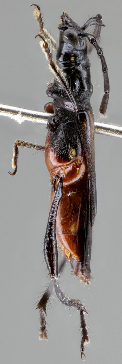 jp_botero's tweet photo. Todo porque hoy es #viernes!
Equescollum birai Nascimento, Botero & Lezama, 2019, holotipo hembra (#Cerambycinae, #Oxycoleini).
#Especie distribuída en #CostaRica y #Panama.
https://t.co/juhDS37ezd
#Cerambycidae #Biodiversidad #Insects #Coleopter #Cucarrón #spambichosraros https://t.co/dISi8CoeK7