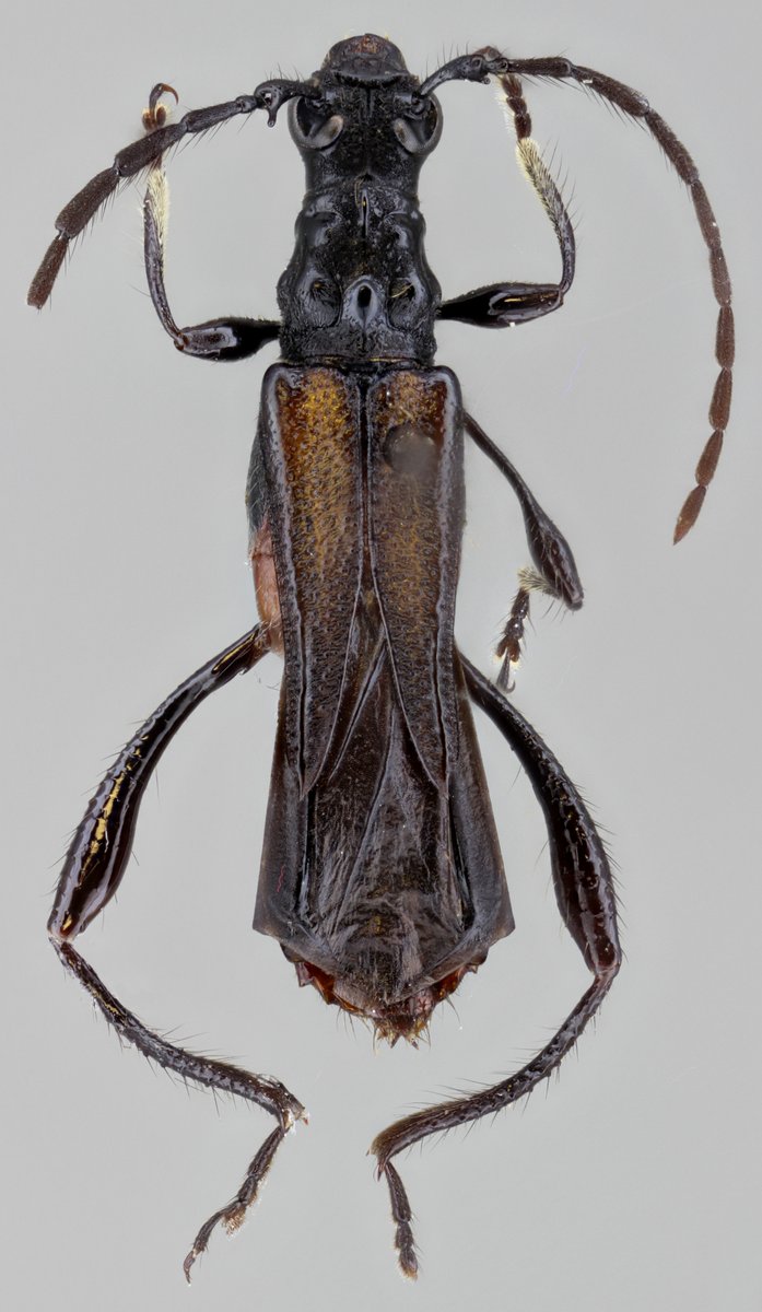 jp_botero's tweet photo. Todo porque hoy es #viernes!
Equescollum birai Nascimento, Botero & Lezama, 2019, holotipo hembra (#Cerambycinae, #Oxycoleini).
#Especie distribuída en #CostaRica y #Panama.
https://t.co/juhDS37ezd
#Cerambycidae #Biodiversidad #Insects #Coleopter #Cucarrón #spambichosraros https://t.co/dISi8CoeK7