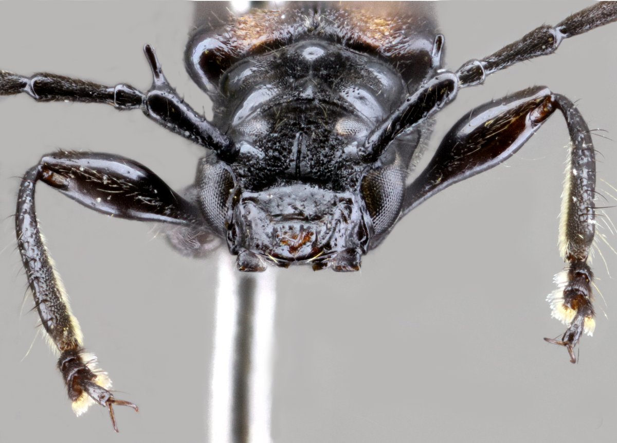 jp_botero's tweet photo. Todo porque hoy es #viernes!
Equescollum birai Nascimento, Botero & Lezama, 2019, holotipo hembra (#Cerambycinae, #Oxycoleini).
#Especie distribuída en #CostaRica y #Panama.
https://t.co/juhDS37ezd
#Cerambycidae #Biodiversidad #Insects #Coleopter #Cucarrón #spambichosraros https://t.co/dISi8CoeK7