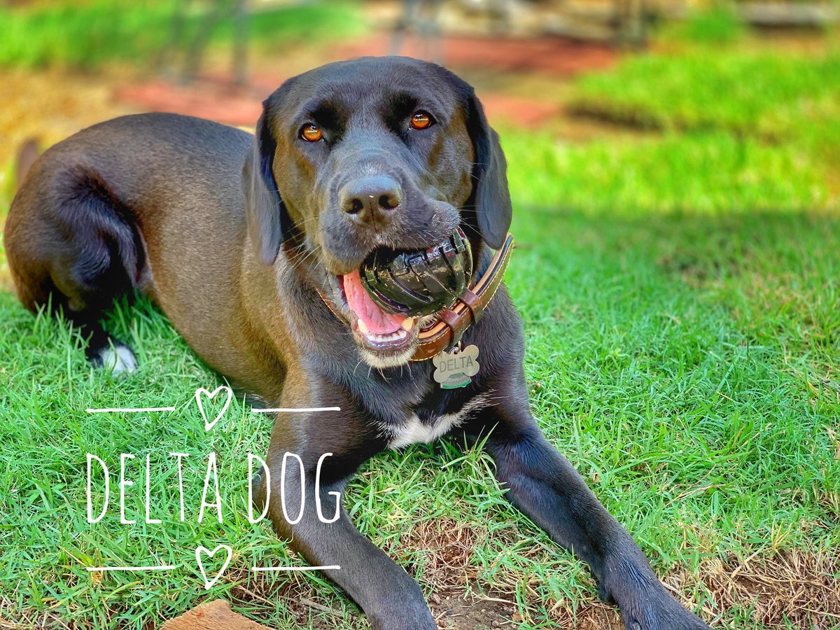 morewithlesd's tweet photo. Delta#nationaldogday https://t.co/b8N1i9K176