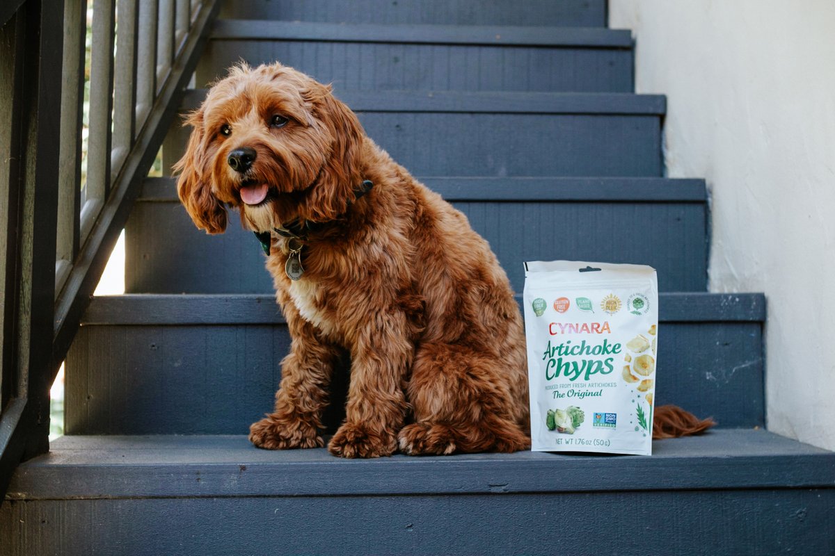 CYNARAartichoke's tweet image. Life isn't so ruff when you have a furry friend and the best snack on hand. 💚🥰  

#nationaldogday #artichokelovers #superfoodsnacks