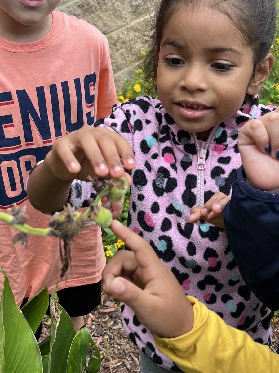 First grade scientists exploring our Hasty courtyard using their 5 senses to describe different types of plants! 🌱 🌸  <a href="/MRegan0123/">Dr. Rosario-Regan</a> <a href="/JanetMarotte777/">Janet Marotte</a> <a href="/Beth_Coryell/">Beth Coryell</a> <a href="/staciparker48/">staci</a> <a href="/Thomas_partyof5/">Shannon Thomas</a> <a href="/mgrant_2000/">Michelle Grant</a> <a href="/Hasty_Huskies/">Hasty Fine Arts Acad</a> <a href="/MadisonDionne2/">Madison Dionne</a>