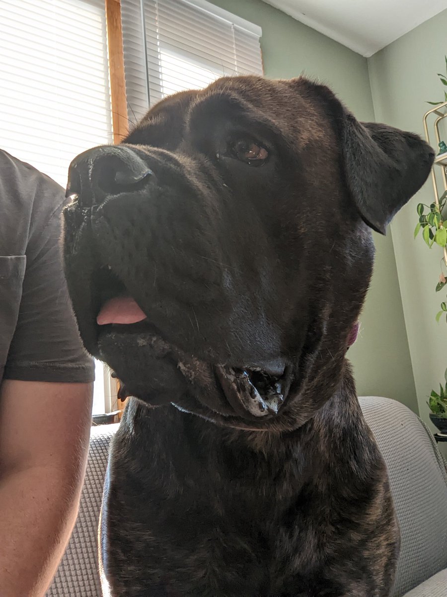 Tallons_y's tweet photo. @GoogleStadia This is Willow, resident watcher of Stadia games. https://t.co/AZUDNpv3sz