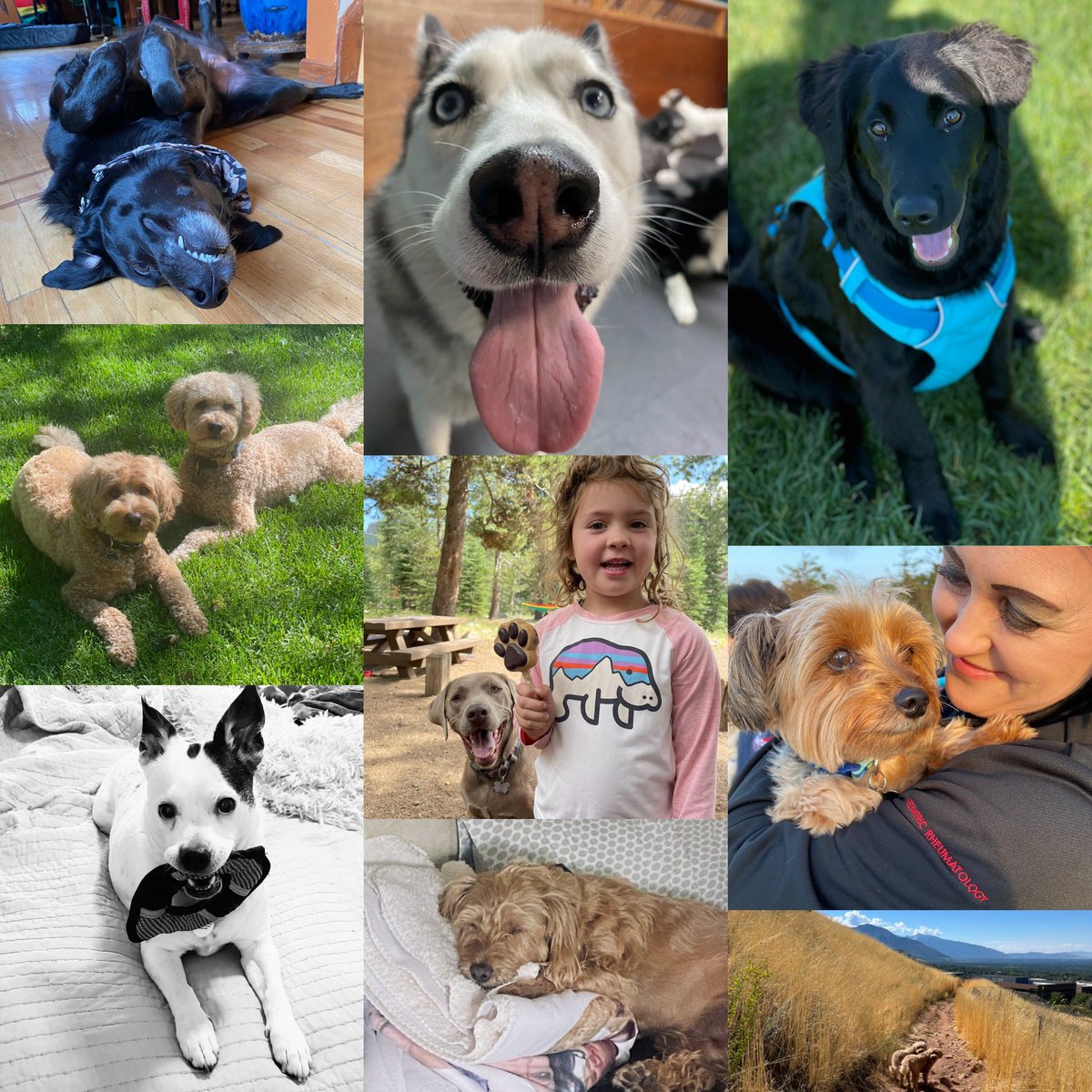 UofUPedsRheum's tweet photo. Happy National Dog Day to our #PedsRheum pups!
#InternationalDogDay #rheumpets #petsofACR https://t.co/XY44kzFjX8