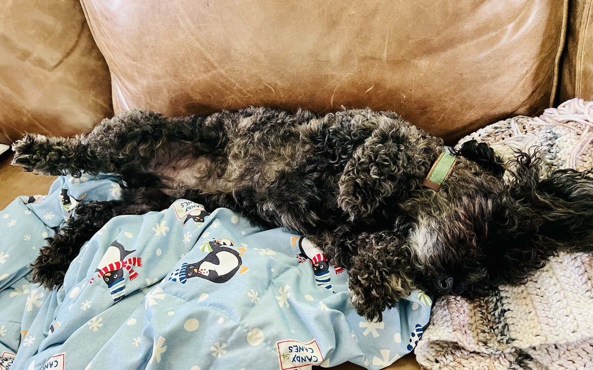 Very busy 🐝 today. I deaded my second lamb chop last week so it was imperative that I got a new one. Then my human insisted on sharing chicken with me.💥This snoozle was earned.🥱💤 -❤️-Stuey🐾 #dogsoftwitter #hardWorker