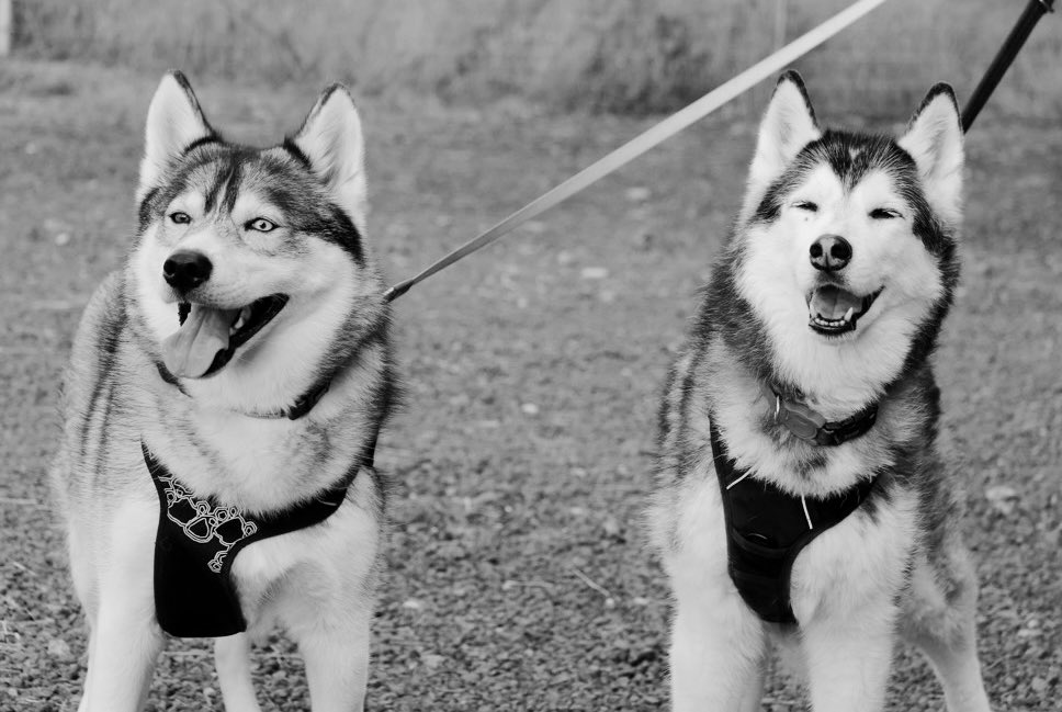Happy International Dog Day!!! 
Here are my beautiful fur daughters 🐾 💙