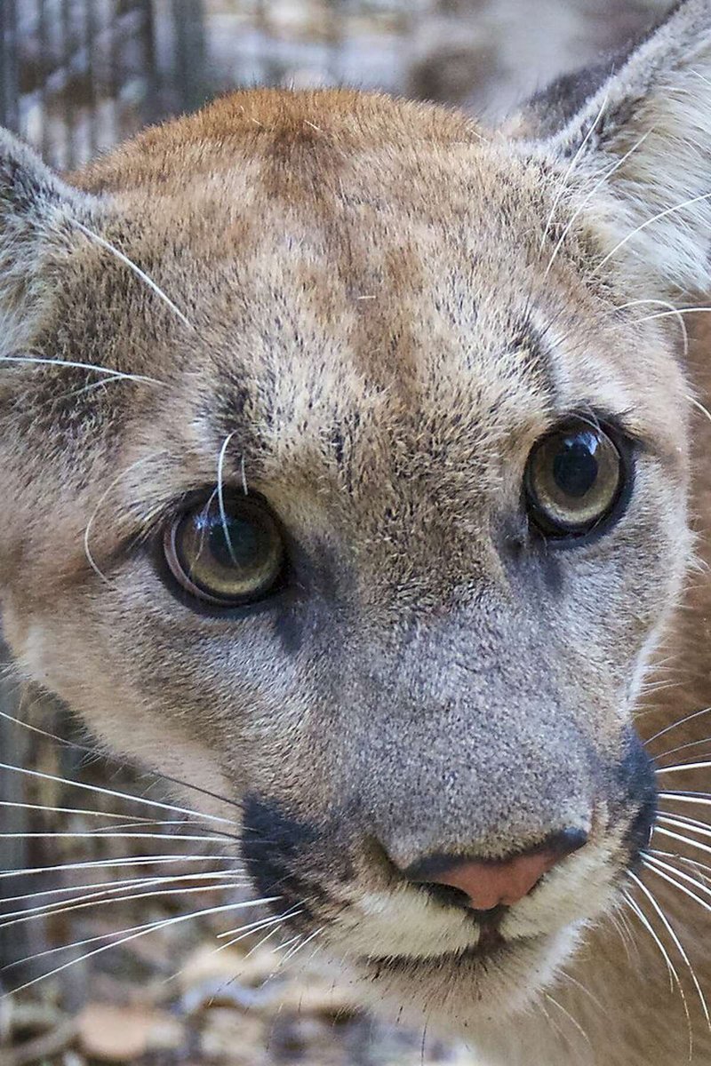 OklahomaOMES's tweet photo. Hey @OKWildlifeDept, will yโall bring some danger kitties to @LtGovPinnellโs booth for us to pet at the 2nd-annual State Suppliers expo on Oct. 11?
๐ซ Register today at https://t.co/wNv1XXuub9
#StateYourBusiness #DoingBusiness #PetDangerKitties #ActuallyDont #Oklahoma #Expo https://t.co/qj5VHZOlN1