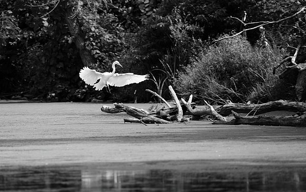 LacanneSue's tweet photo. New artwork for sale! - "Coming in for a landing" - https://t.co/PFD3op937H @fineartamerica https://t.co/V7ZWNSoyOQ