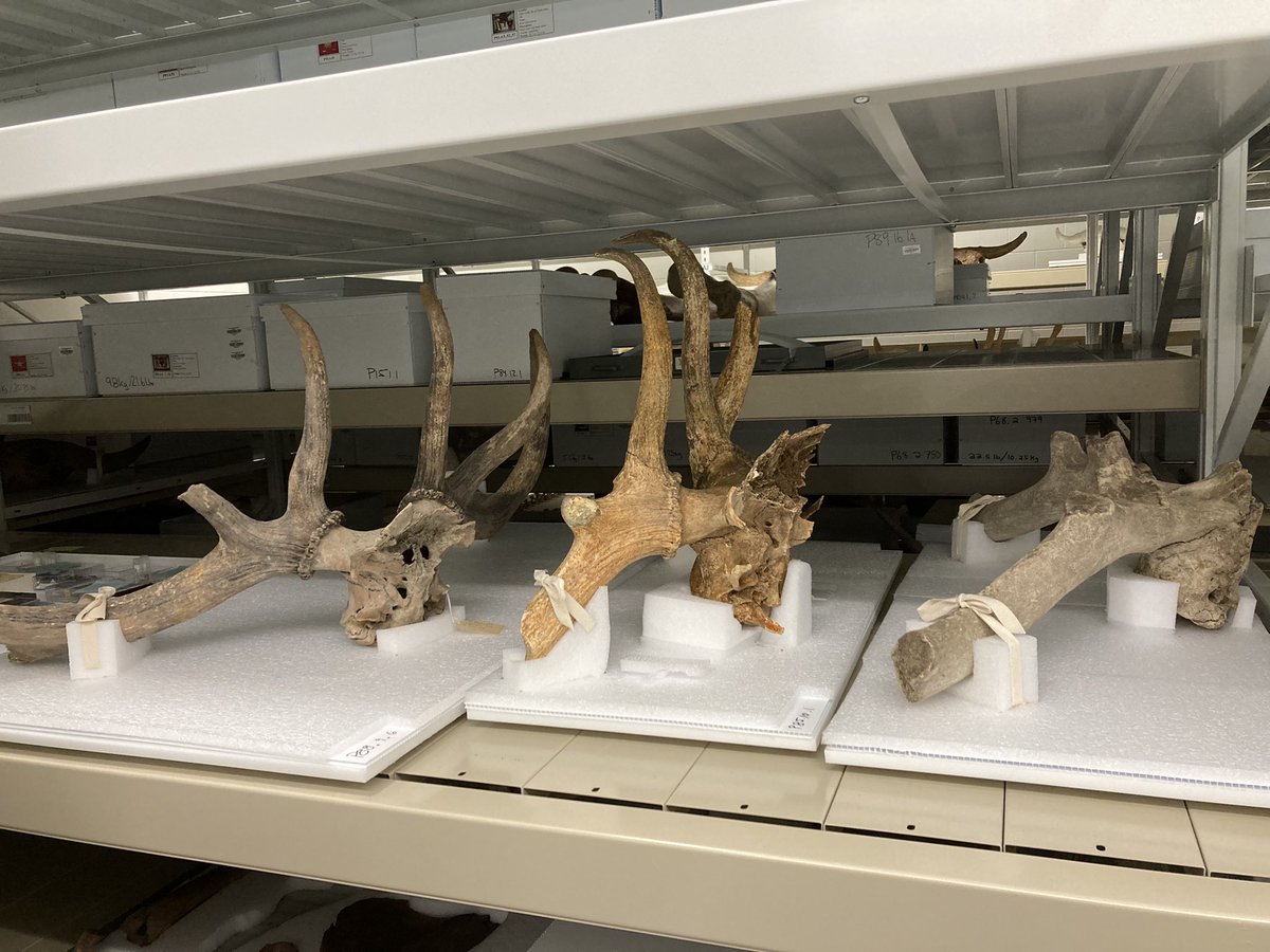 jasscn's tweet photo. Here’s a few of our (@RoyalAlberta) large cervid crania for #FossilFriday. #IceAgeAB #Holocene https://t.co/1gwKCs7iyw