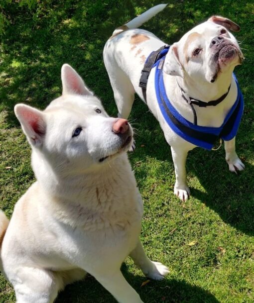 Please retweet to help Poppy and Kato find a FOSTER  home #Cheltenham #Gloucestershire #England 

Aged 5 bonded pair, looking for an adult home as the only pets. They have been overlooked, please share to help? 

DETAILS or APPLY👇
gawa.org.uk/pet/poppy-and-……………
#dogsoftwitter