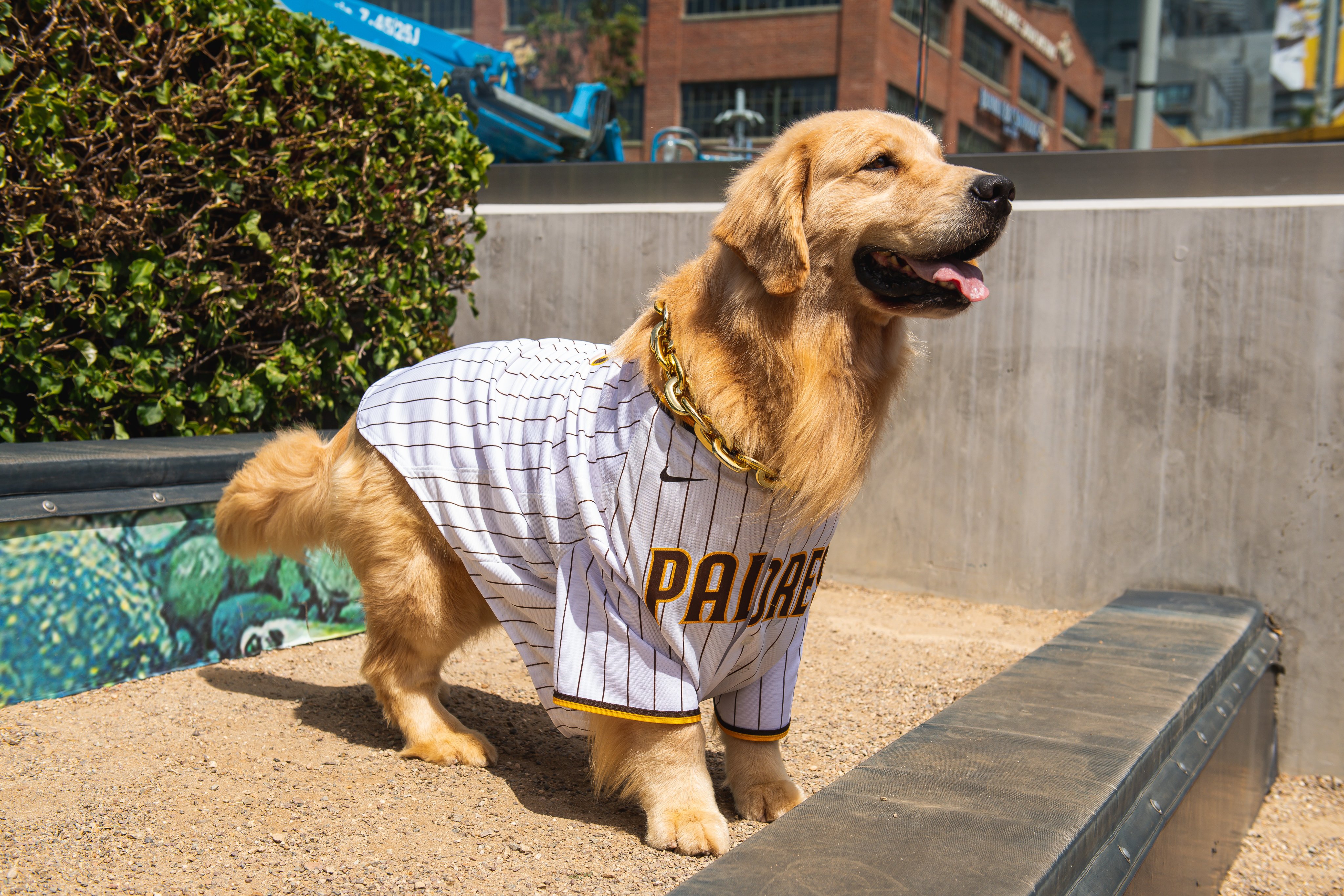 San Diego Padres Pet Jersey