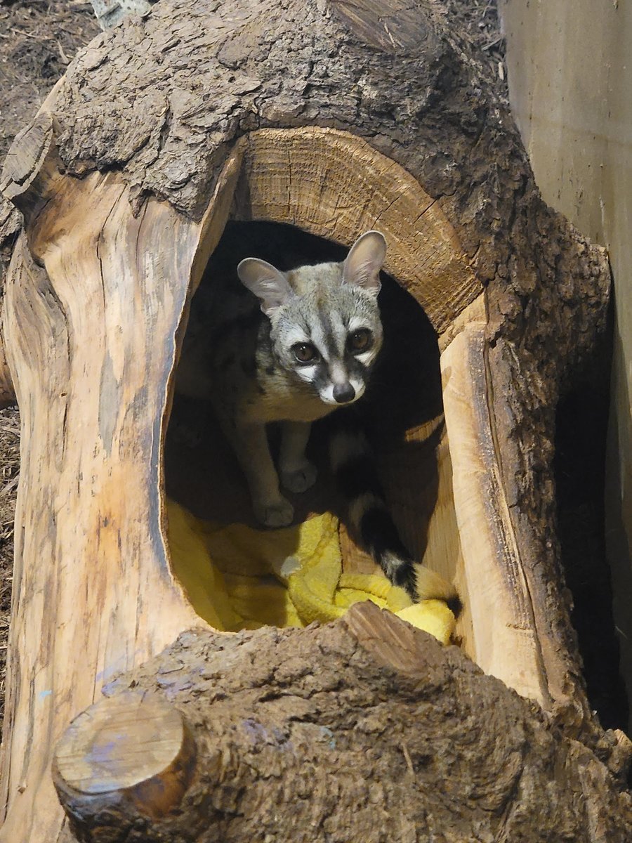 It's #caturday and at Chattanooga Zoo we have lots of cats! However, Swiper, the small-spotted genet, is NOT a cat!🤯 Genets are actually more closely related to civets and mongooses than cats. They are found throughout Africa, but are sadly hunted and killed as 'pests.' #genet