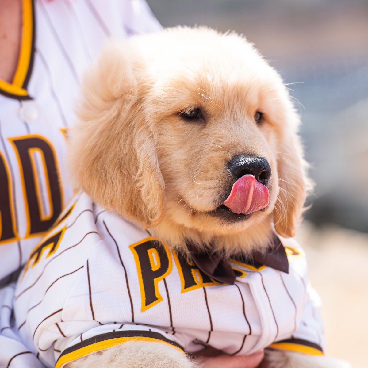 San Diego Padres on X: This squad right here > literally any other  squad 🥺 You can't have #NationalDogDay without some Paw Squad pics 💛🐶🤎   / X