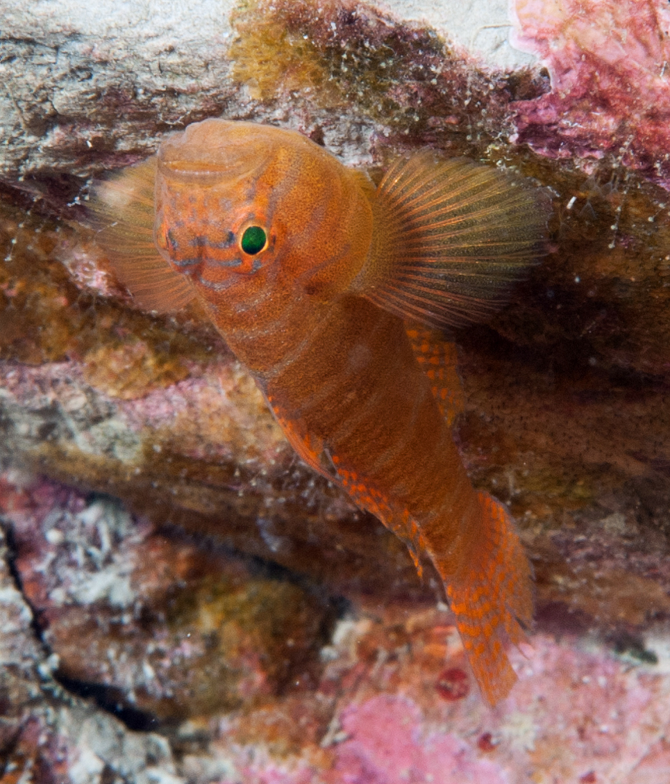 FGBNMS's tweet photo. Turn that frown upside down--it's #FishIDFriday!
Rusty gobies might be accused of being grumpy all the time, but they've found a solution. They just perch upside down, turning their frowns into smiles. (No, we didn't flip the photo!!)
#NoKidding #FridayVibes https://t.co/RsWRrYCqh1