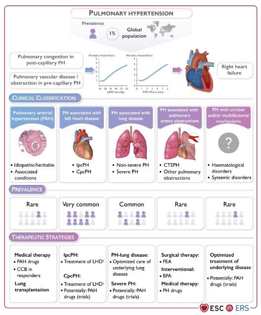 ApoThera's tweet photo. 2022 ESC/ERS Guidelines for the diagnosis &amp; treatment of pulmonary hypertension
https://t.co/8cJRxvId1T
#catdiotwitter #cardiologia #MedTwitter #TwitteRx https://t.co/01fXjlWGof