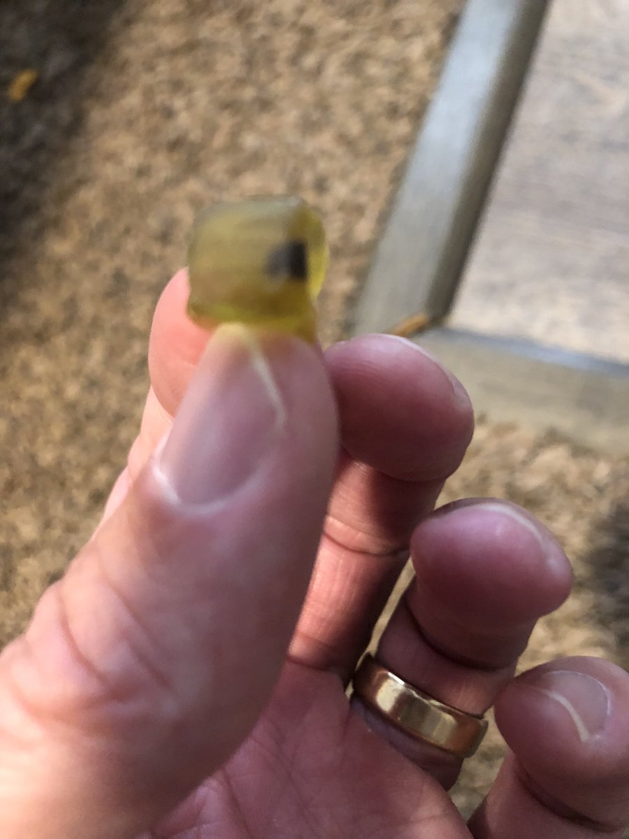 ROCKSTARRAVEN1's tweet photo. @Albanese #gummybear what’s this in my gummy bear? https://t.co/nYK8CYlNHL