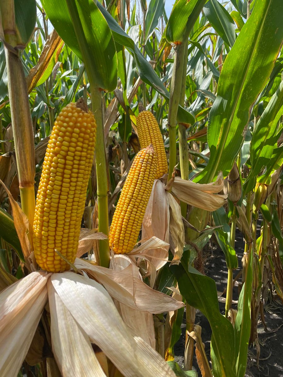 RevereSeed's tweet photo. The #RevereSeed  team had a hot and busy couple of days this week walking corn and soybean plots, and we're excited to bring you some of their great shots from the field...like this good-looking #Revere1707VT2P. Anxious to get those combines rolling! #RevereCorn #prettycorn https://t.co/rqpWYZeADU