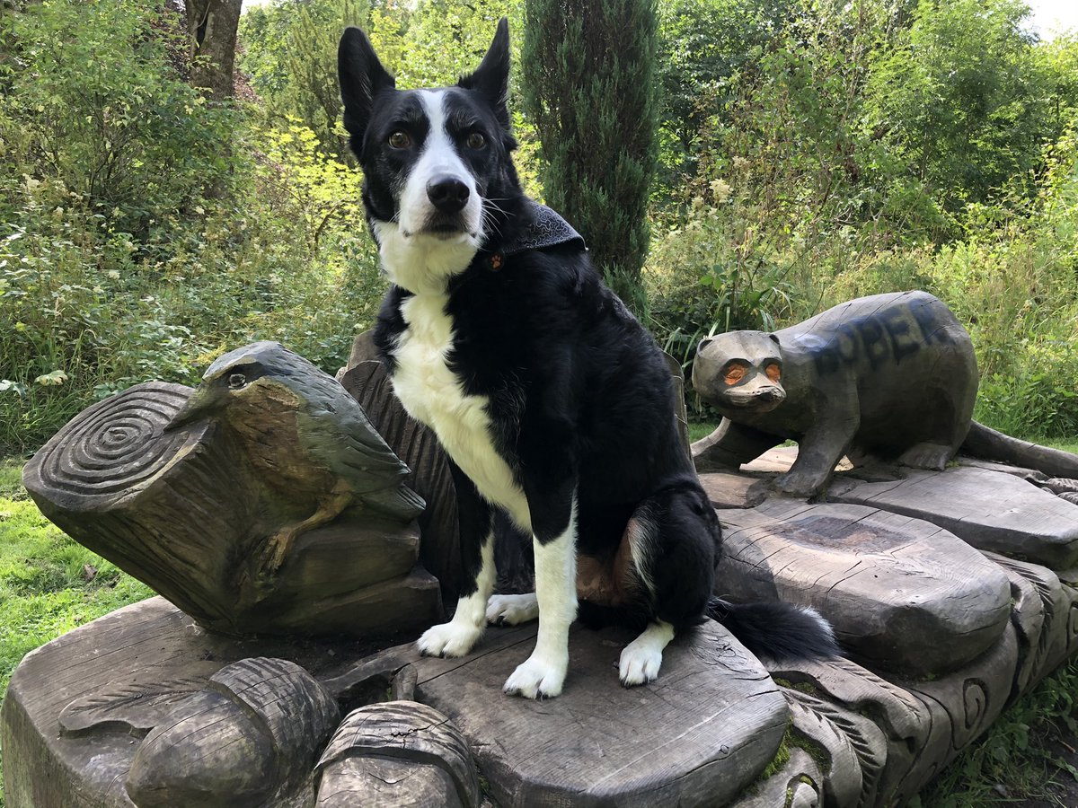 Elainecarty43's tweet photo. Happy international dog dog from my two best friends ❤️🐾❤️🐾 #internationaldogday #InternationalDogDay2022 #bordercollies https://t.co/HGYnbSMfyj