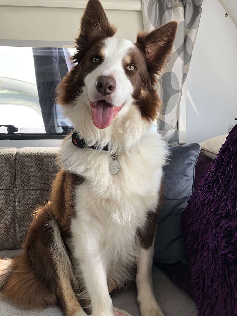 Elainecarty43's tweet photo. Happy international dog dog from my two best friends ❤️🐾❤️🐾 #internationaldogday #InternationalDogDay2022 #bordercollies https://t.co/HGYnbSMfyj