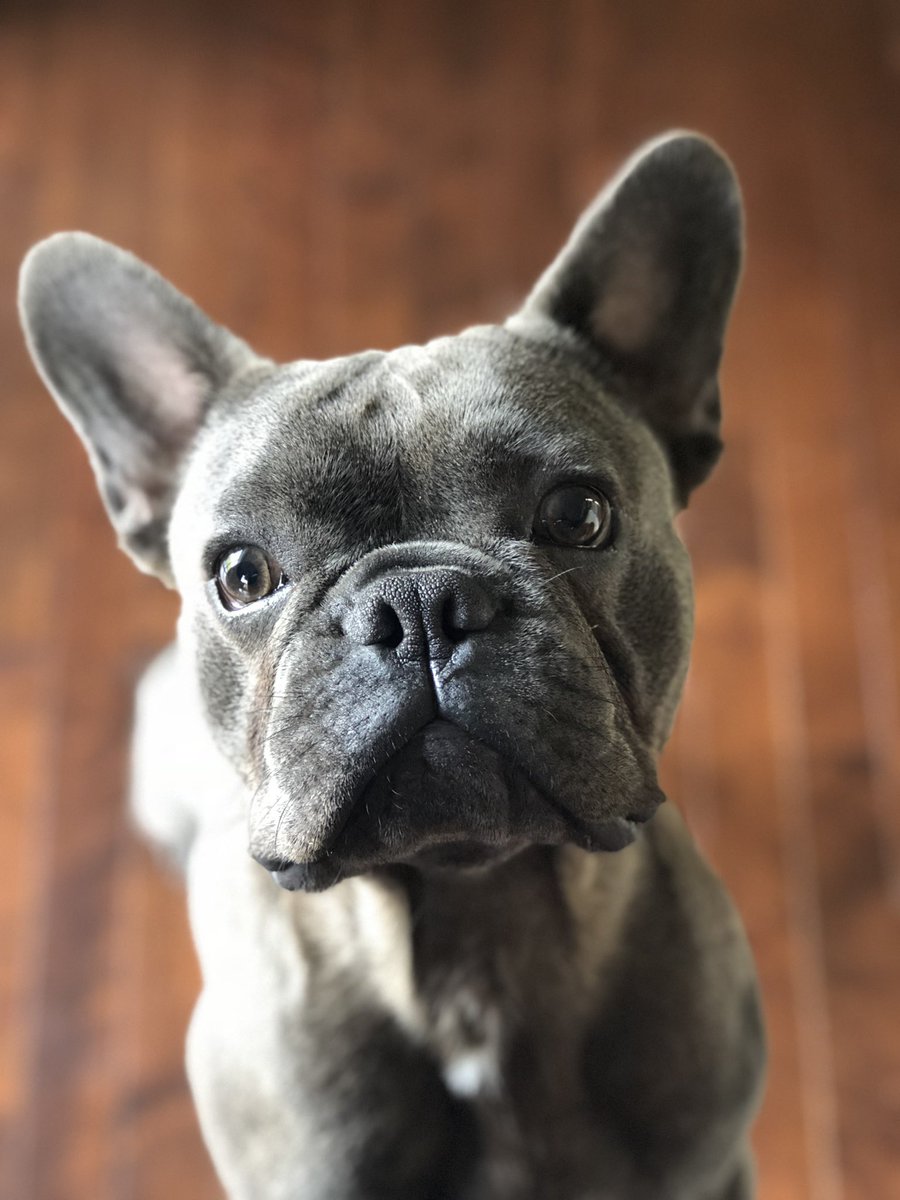 earleeng22's tweet photo. @ctvottawa Kobe The Frenchie 🤍 https://t.co/03NoHWVWuF