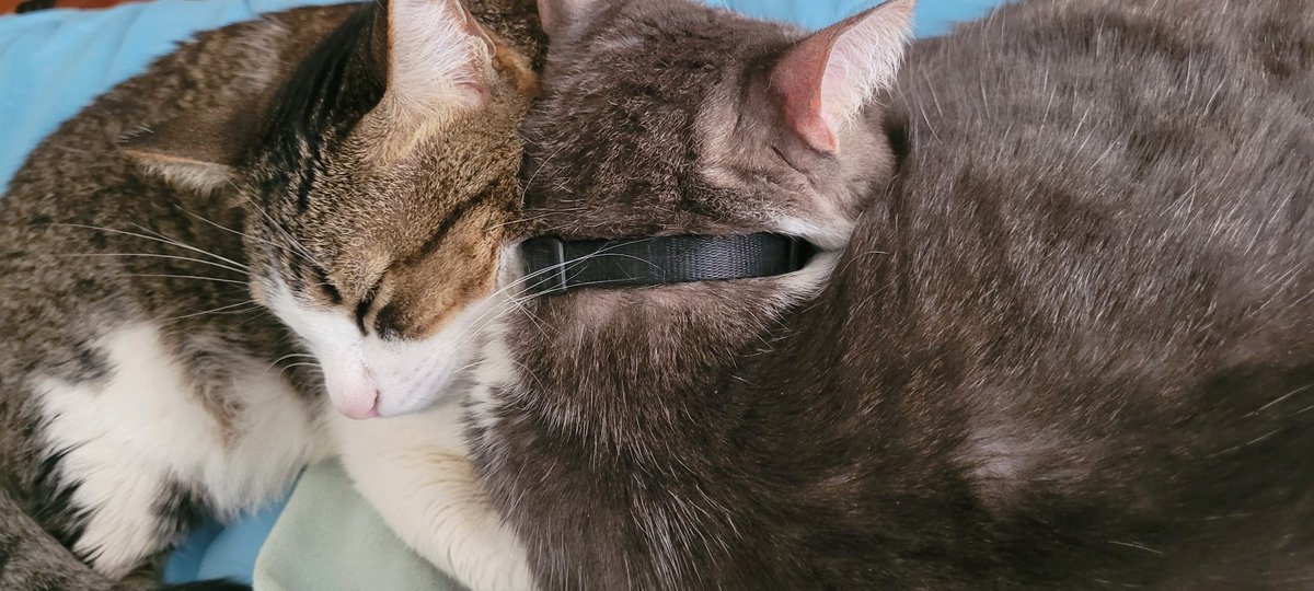 Amor de hermanitos.