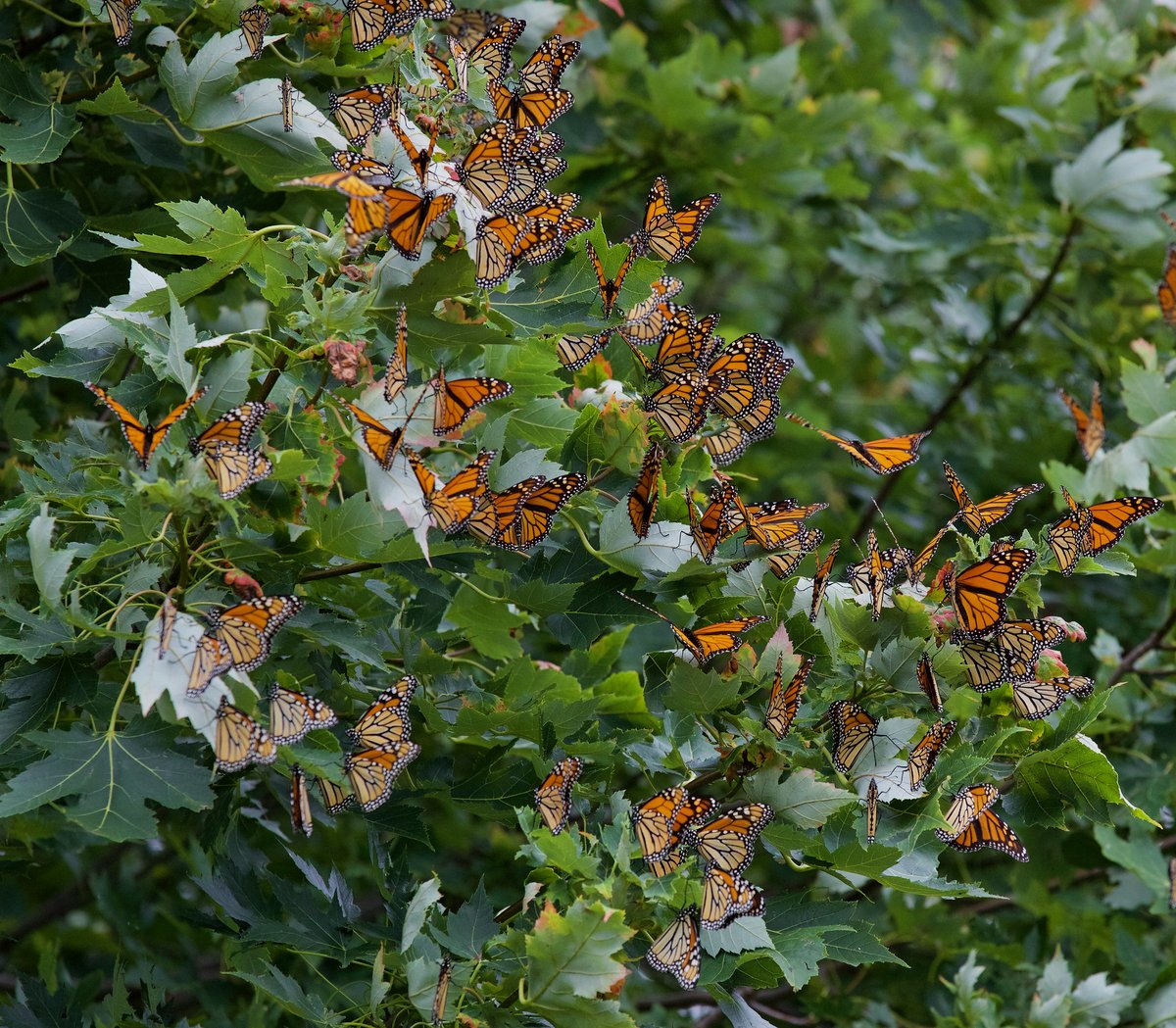 DriftlessGrass's tweet photo. During their #migration, #monarchbutterflies form large clusters in trees as they roost overnight. Have you seen a monarch roost? Report it to https://t.co/AaGNAcS84q to help scientists understand and protect monarchs in migration. #WIMonarchs 

Pic by: Arlene Koziol https://t.co/H8UwtmiBTE