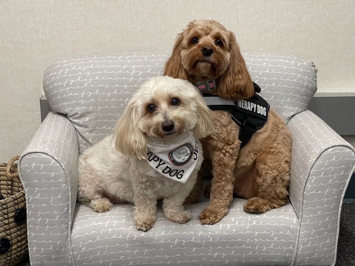 On #nationaldogday and every day, we celebrate our loving and wonderful therapy dogs, Jeter and Scout!