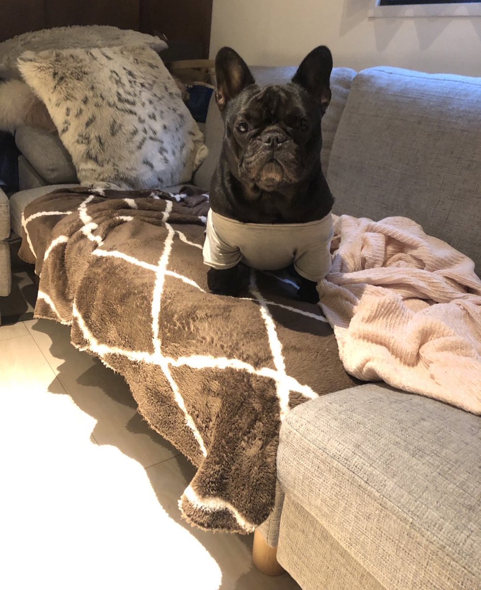 おはようございます

今日は検査です。

りーちゃんはお留守番ちゃんとしているみたいです。

一昨日から利尿剤使ってます
まだまだでていいんだけどなあ。