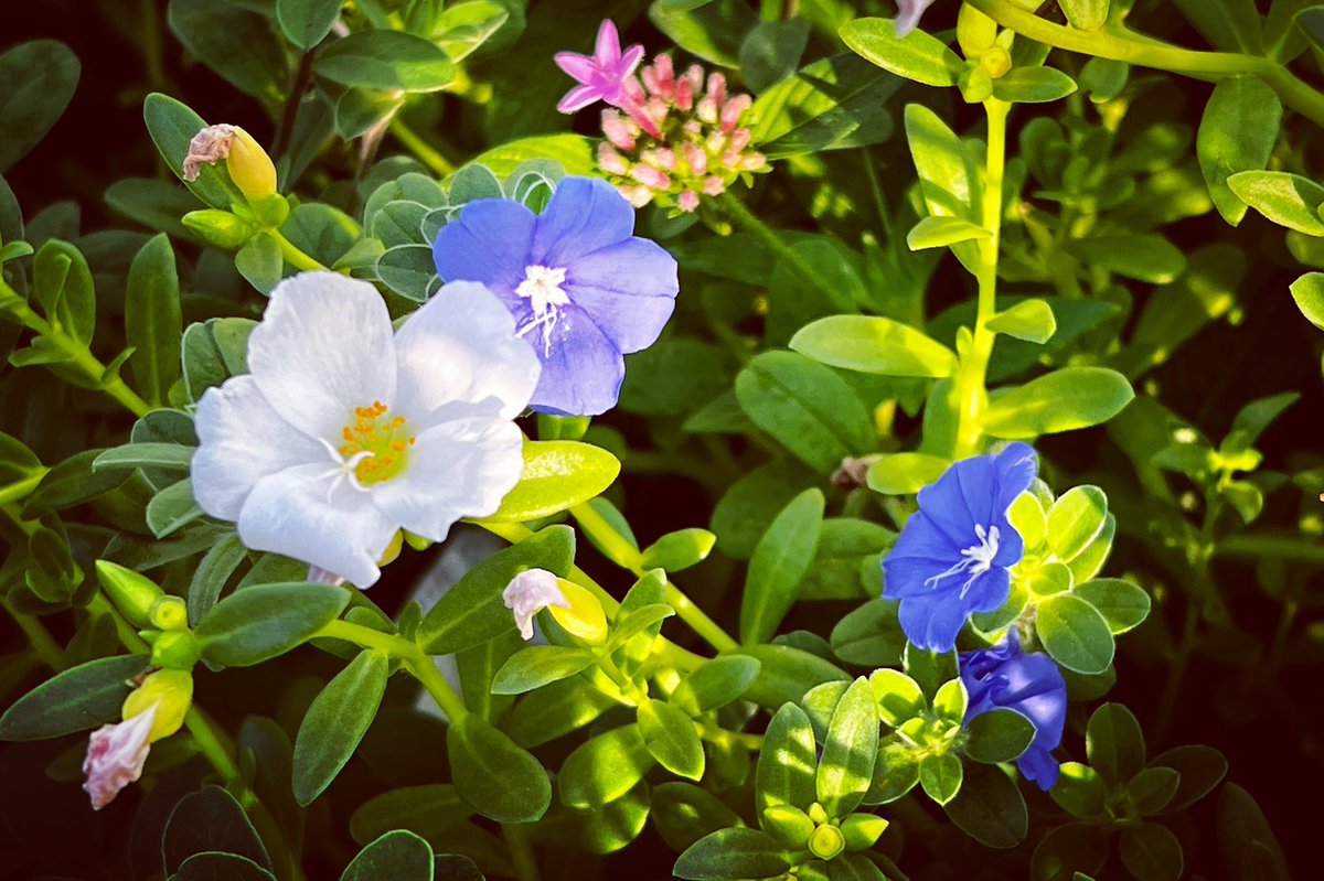 necohira2's tweet photo. #Bonjour / #Hello / #早上好 / #좋은
#buổisángtốtlành #Selamatpagi
#शुभप्रभात صباحالخير# #อรุณสวัสดิ์
#Haveaniceday😊
#AmazingAsia 🌲
#EnjoySummer🍧
#Life with #Flowers🌸 & #Cleanair☘️
Supporting #MSF🇫🇷 & #WFP🇺🇳 #Now
#地球幸福時間⏳
#花 #緑 #きれいな空気
#iPhonephoto https://t.co/zXBz7F02jw