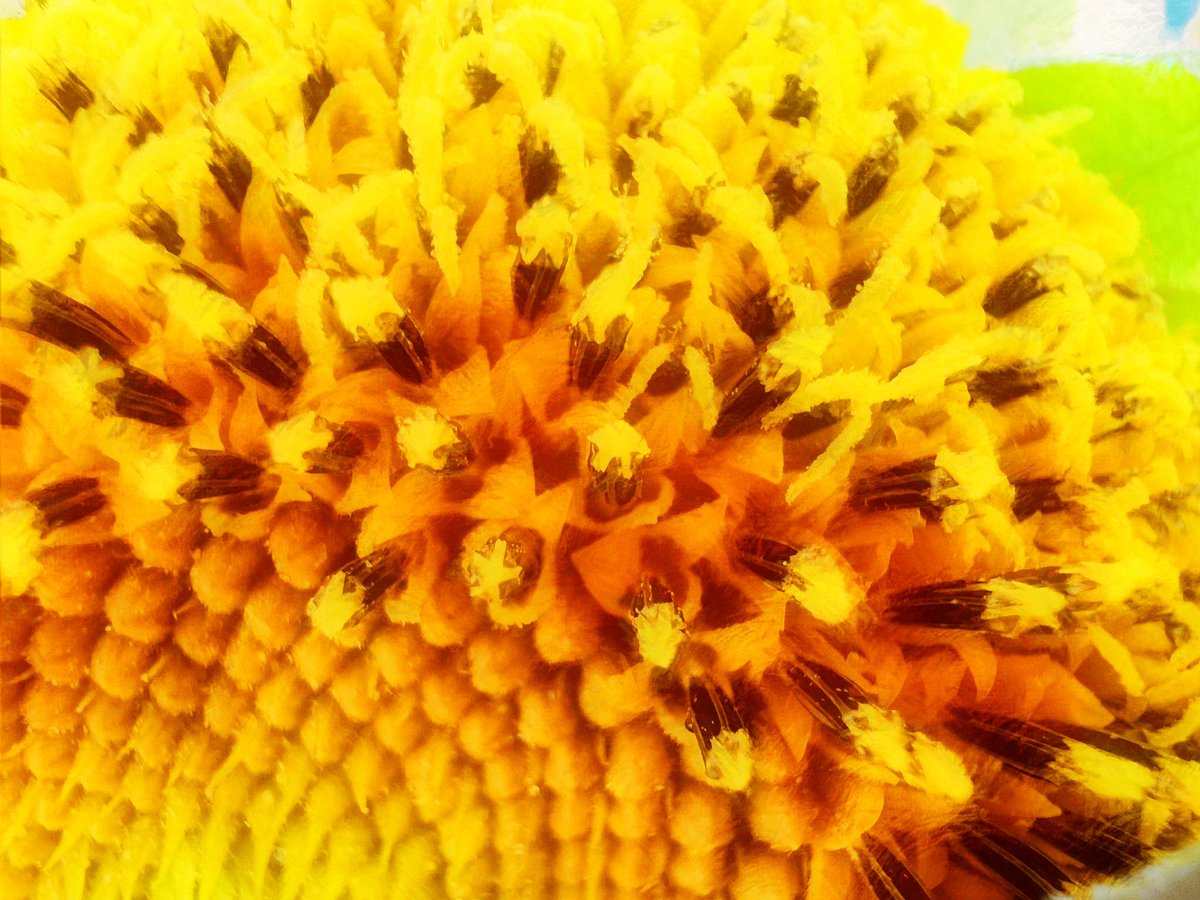 techbubble's tweet photo. Some more iPhone macro experiments. The last one is a photo filter experiment with one of the shots. https://t.co/tLlLPvzjnj