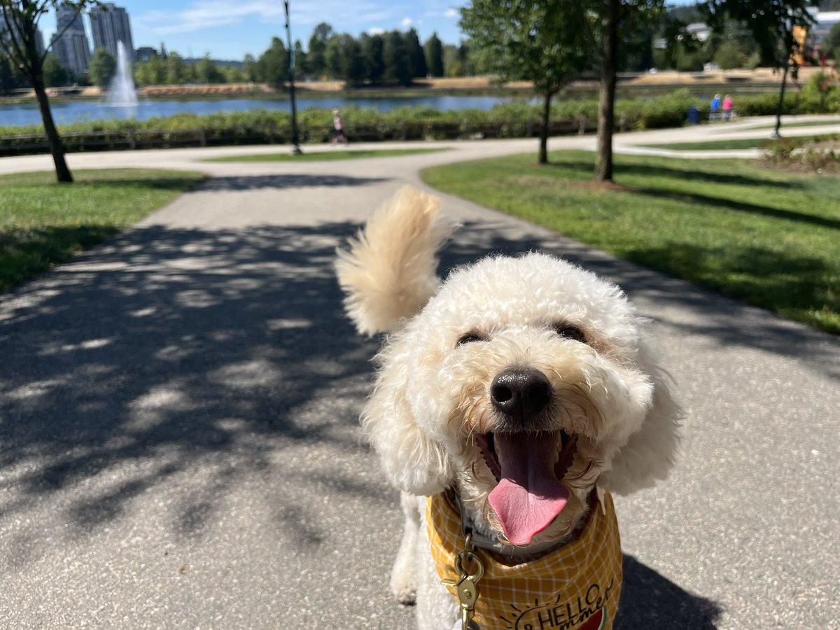 mini604's tweet photo. Happy #InternationalDogDay! 🐶 https://t.co/9Hi3gsVou6