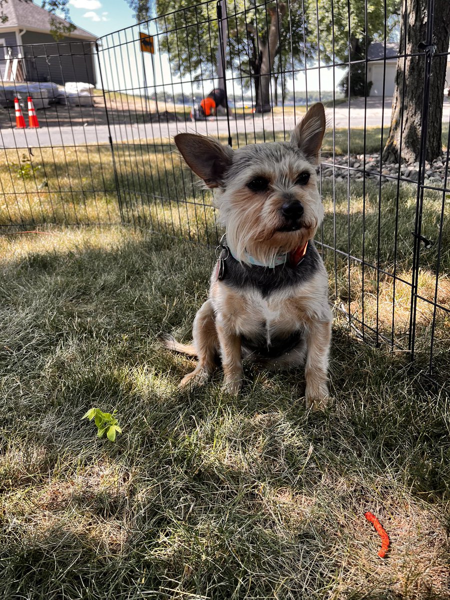 JennPetree's tweet image. Happy #InternationalDogDay to this #goodgirl! #RubyRow #chorkie #dog