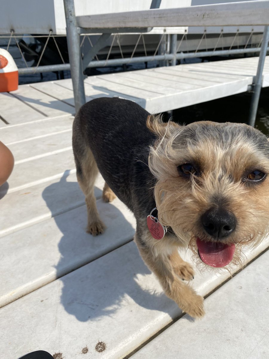 JennPetree's tweet image. Happy #InternationalDogDay to this #goodgirl! #RubyRow #chorkie #dog