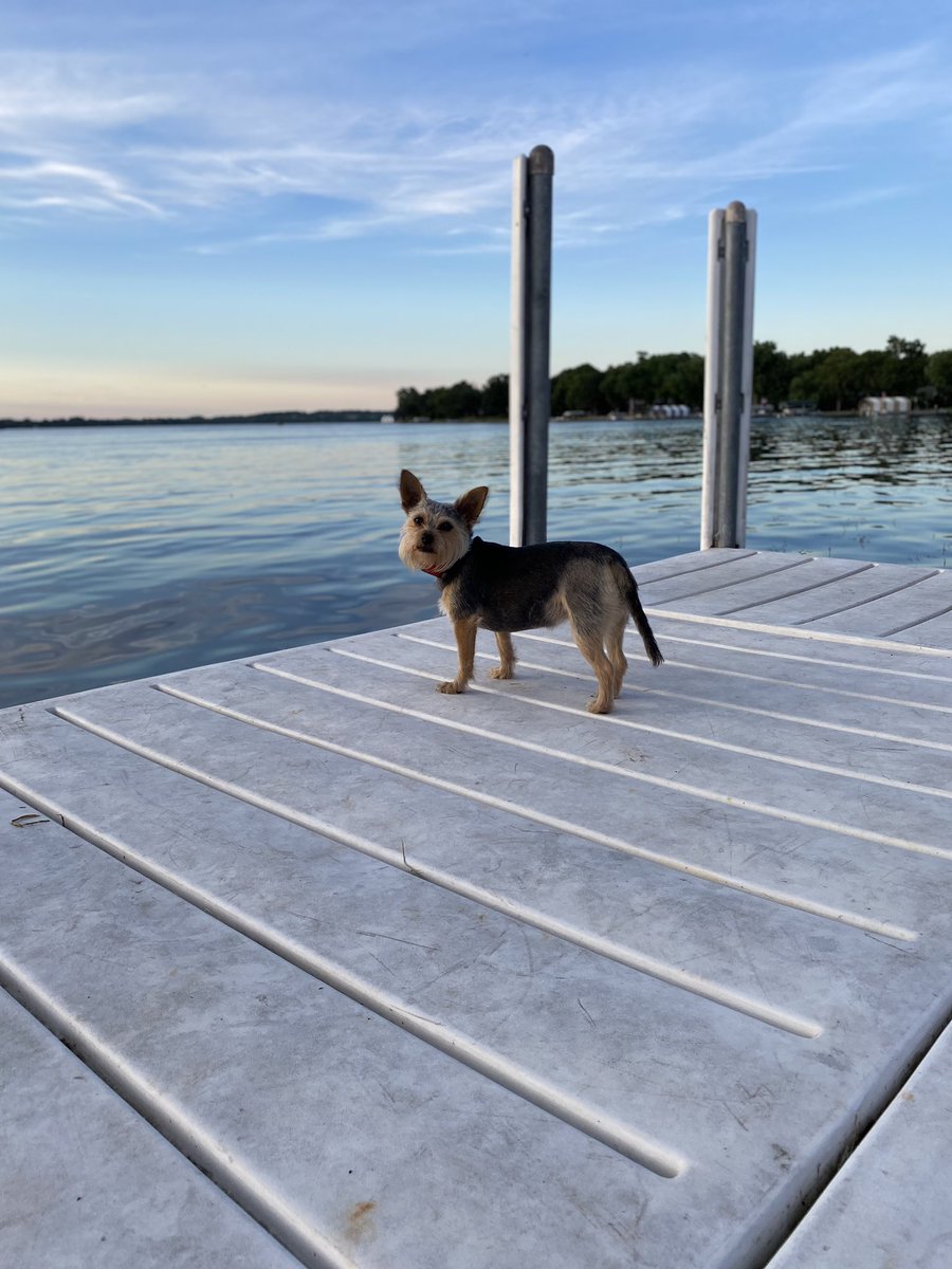 JennPetree's tweet image. Happy #InternationalDogDay to this #goodgirl! #RubyRow #chorkie #dog