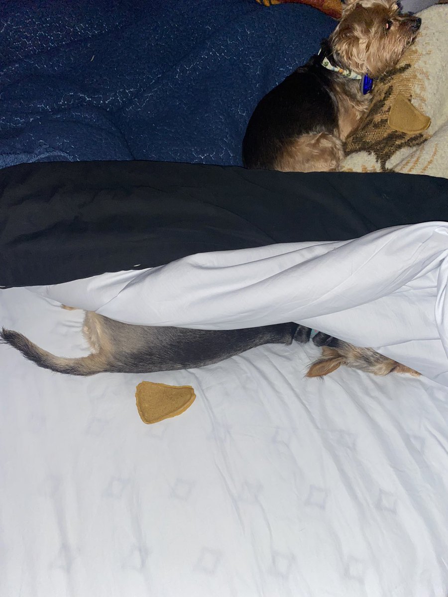 JennPetree's tweet image. Happy #InternationalDogDay to this #goodgirl! #RubyRow #chorkie #dog