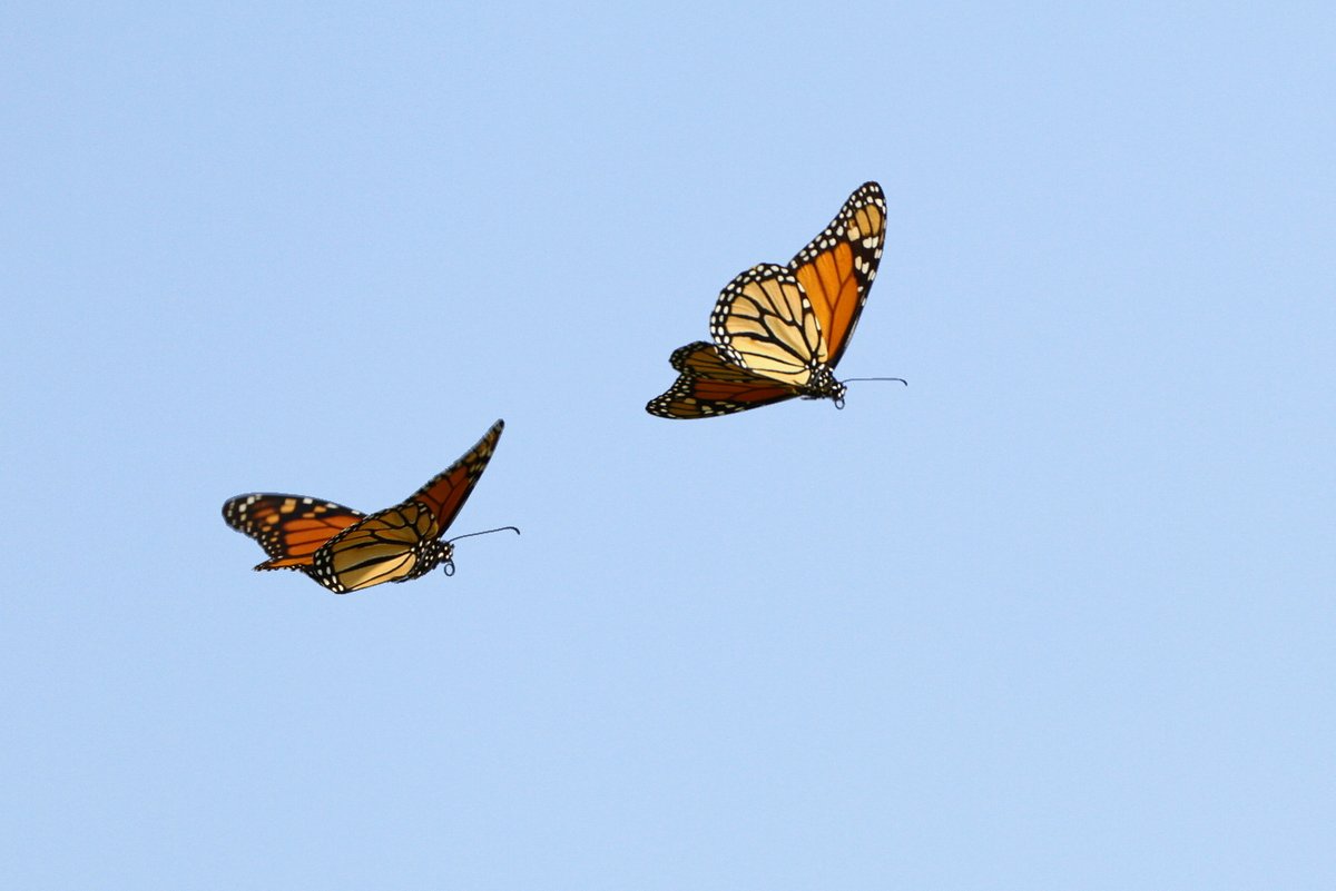 DriftlessGrass's tweet photo. #MonarchButterflies are beginning their migration to Mexico, a journey of over 2000 miles. How do they do it? They use their internal clocks &amp; take advantage of lift, thermals, &amp; tailwinds. Estimated max. flight speeds are 30 mph! #WIMonarchs https://t.co/gANWGshqZK