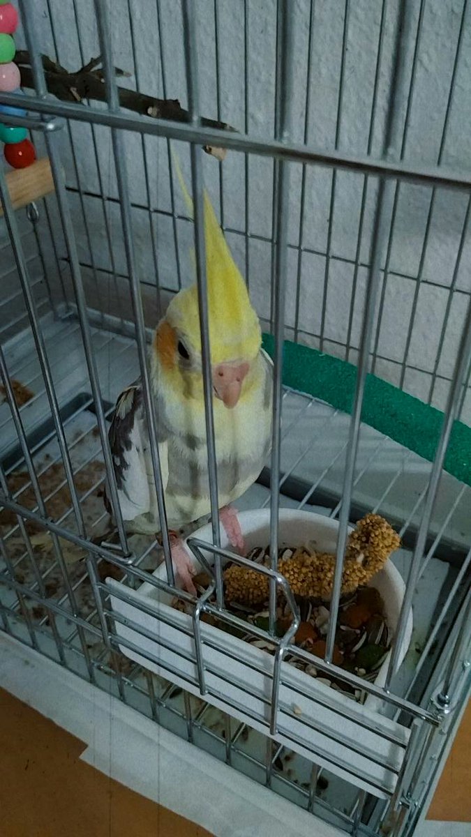 itsryui's tweet image. (｡•̀ᴗ-)✧ 24.08.2022.

 bienvenido a casa ryui 🌙