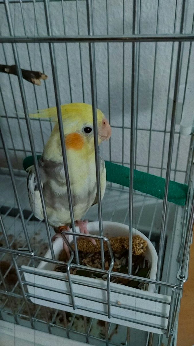 itsryui's tweet image. (｡•̀ᴗ-)✧ 24.08.2022.

 bienvenido a casa ryui 🌙