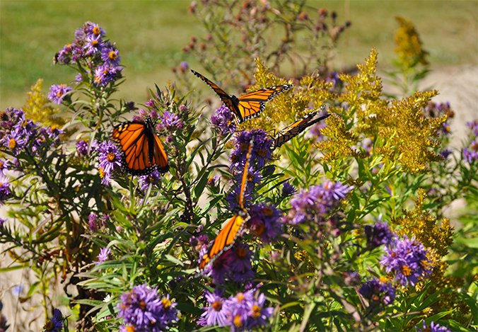 DriftlessGrass's tweet photo. What are your favorite #monarch stories from this year? Did you plant #milkweed and nectar plants? Were monarchs in your yard? Did you tag any monarchs? Use hashtag #WIMonarchs to let us know!

Photo by Shannon Hugh. https://t.co/1M9RipGtlv