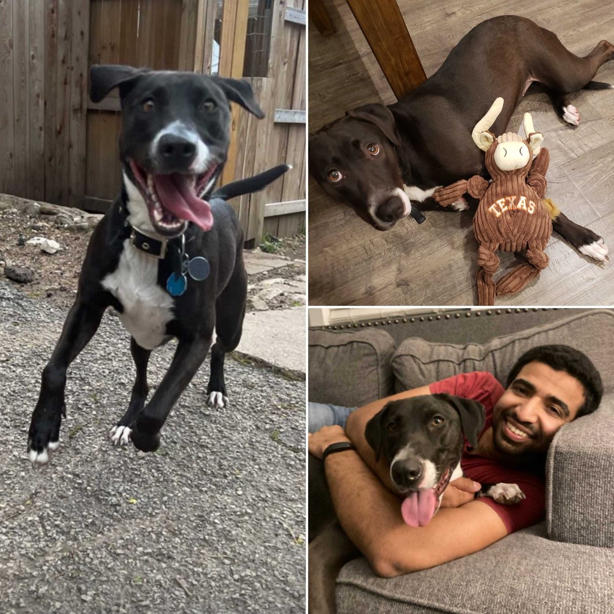 AustinUltimate's tweet photo. Happy #InternationalDogDay & #FluffyFriday! πΆ Meet Annie, who supervises our League Director; her favorite activities include hiking and chasing squirrels!
β’β’β’
#FridayFluff
#AustinUltimate
#petsofultimate
#dogsofultimate https://t.co/l5lcuai9Kj