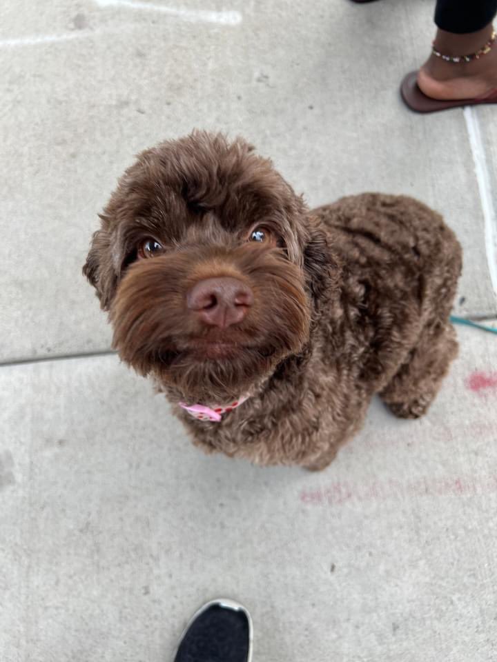 mnnurses's tweet photo. Happy #NationalDogDay! Meet some of the pups who have joined us to stand up for fair contracts and patient safety this year. 

#InternationalDogDay #DogDay #UnionDogs #UnionStrong #PatientsBeforeProfits https://t.co/WI5RuNbgTf