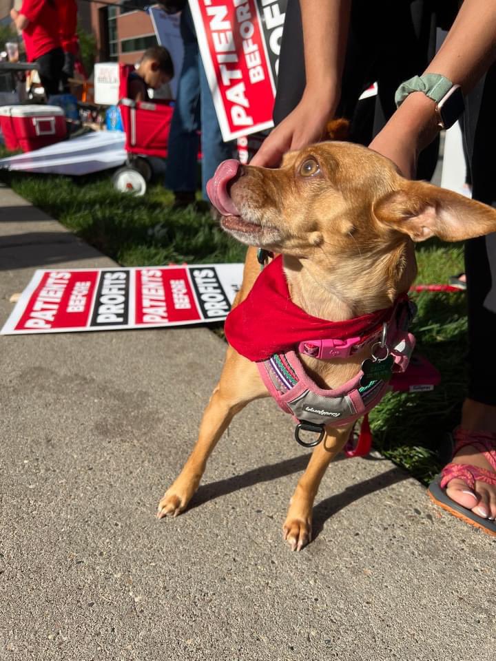 mnnurses's tweet photo. Happy #NationalDogDay! Meet some of the pups who have joined us to stand up for fair contracts and patient safety this year. 

#InternationalDogDay #DogDay #UnionDogs #UnionStrong #PatientsBeforeProfits https://t.co/WI5RuNbgTf