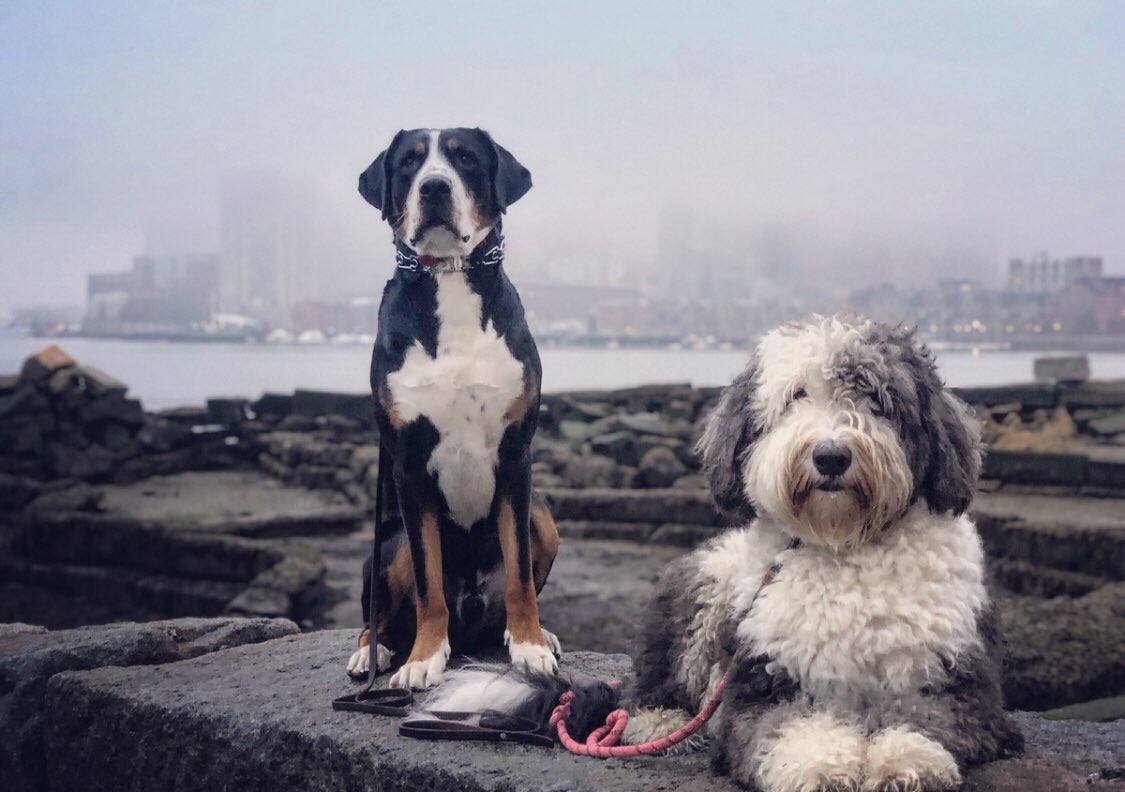 jlanigan20's tweet photo. Everyday is #Nationaldogday with these two
#mansbestfriend #bostondogs https://t.co/fDVVYJEuFR