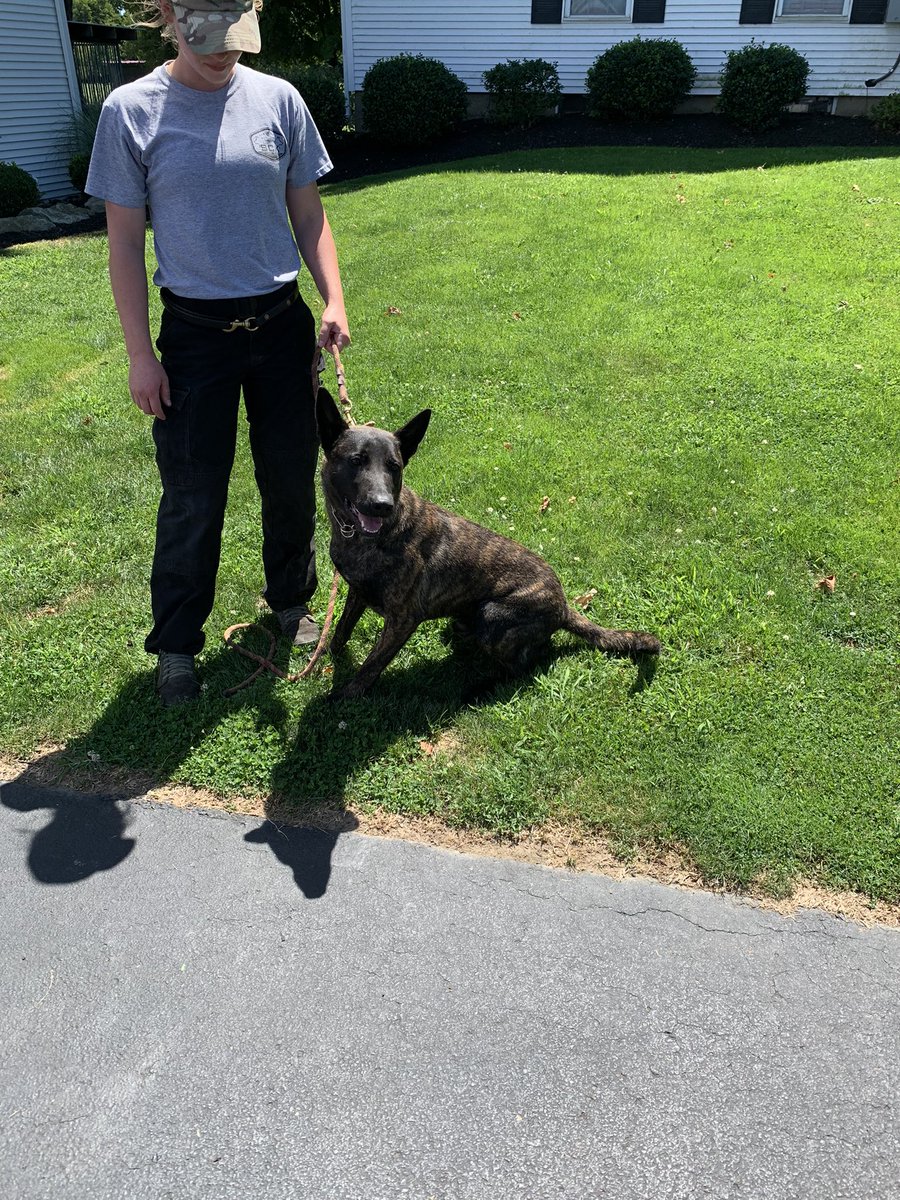 cityofwspolice's tweet image. Happy #nationaldogday We love our #K9partners! Here are a couple members of our four-legged team!! #cityofwspolice
