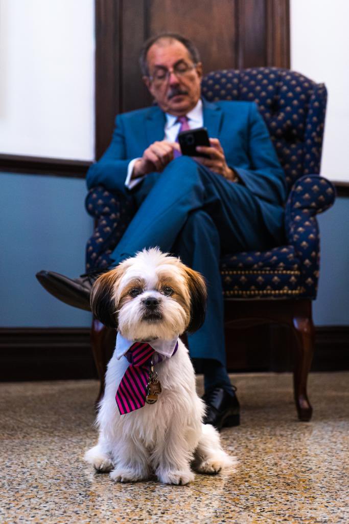 JuanZaragozaPR's tweet photo. Nunca subestimen el efecto en el ambiente de trabajo que tiene la llegada de un perro. No importa lo que esté pasando en nuestra agetreada agenda Pirulo llena nuestros días de alegría y cariño, haciéndonos sentir en familia. #NationalDogDay https://t.co/8OLHFr6g8V