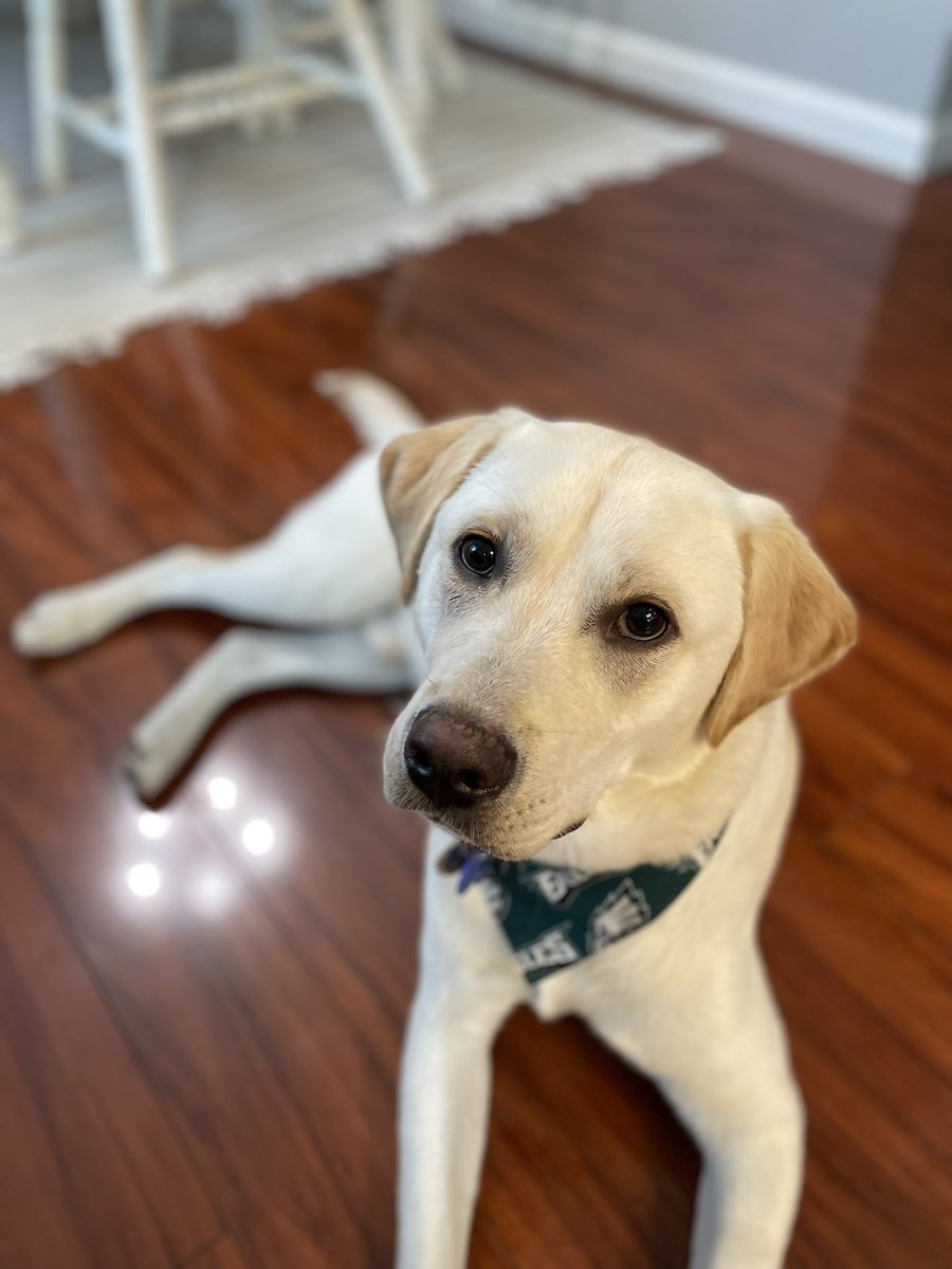 jtgross88's tweet photo. @MKPrusnick Happy #NationalDogDay! This is Zeke. He loves eating grass, wrestling with our boys and running sprints outside. #DogsOf54 https://t.co/QuSjJdrNfD